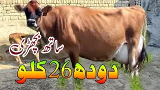 Cholstani Jersey Cross Cow For Sale In Pakistan 03001921999 Geo Animal TV 16 January 2026