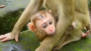 Breaking news pigtail baby monkey released at Sovana team, Sovana try to help care