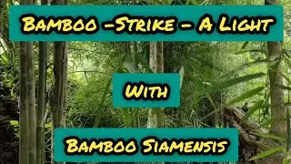 Stone strikes on bamboo Thyrsostachys siamensis .Bamboo strike a light