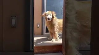 awoo #dog #foryou #fyp #viral #cute