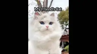 My friend&rsquo;s cat vs my cat🐱