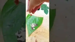 chocolate paan | The Taste XP |