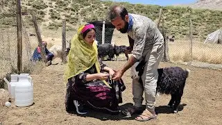 Iran nomadic lifestyle | The traditional method of Wean baby Goats until they reach puberty to eat