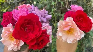 Beautiful and Fragrant Monsoon Roses on Bloom | David Austin, Kordes, Tantau roses