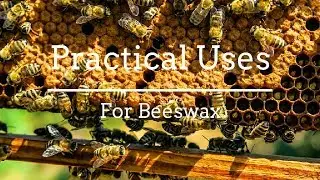 5 Practical, Surprising Uses for Beeswax