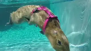 Pet Capybaras in the Pool 2