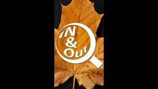 Yellow Autumn Leaf - seen under different magnification levels