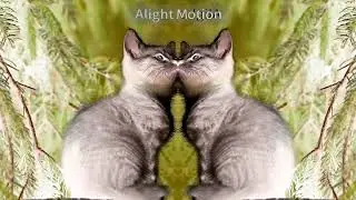 Cats Color Sound In Confusion