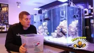 Reef Chromis added to the lab tanks