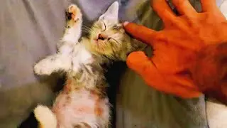 Relax with This Precious Sleeping Kitten | Purring Adventures | Cat And Kitten Videos