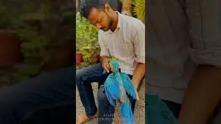 B&G Macaw