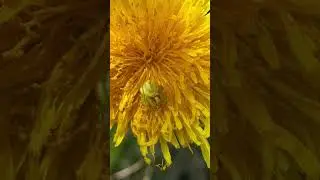 Flower crab spider hiding in Dandelion - April 2022