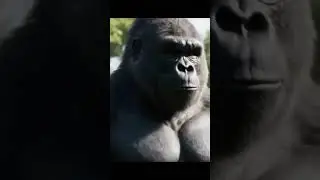 Gorilla lifting 1000 kg/#animation #funny #gorilla #ai #aivideo #gym #gymlife #workout #deadlift