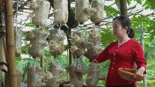 Mushroom growing/Farm life / animal care / plant care, cooking, daily cooking, fun farm