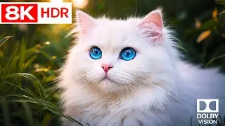 Fantasy cat colors in 8K HDR with nature sounds
