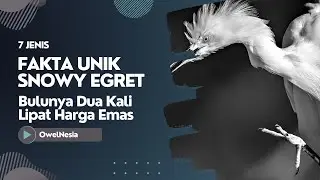 5 Fakta Unik Snowy Egret, Bulunya Dua Kali Lipat Harga Emas!