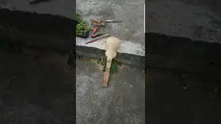 Sin Derechos de Autor. canci&oacute;n: Sin ti. interprete: Capari Cani.