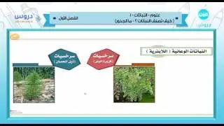 الخامس الإبتدائي | الفصل الدراسي الأول 1438 | علوم | النباتات 1