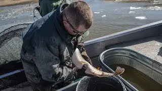 Northern Pike Spawning - NDGNF