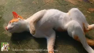 The Sweetest Cats Fighting and Meowing | Cat Sound | Cats with Music