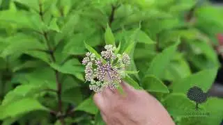 Spotlight on Joe Pye Weed: A Late Summer Blooming Favorite