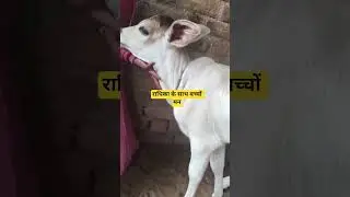 स्पोर्ट्स प्लीज़ #viral #cow #baffalo #vlogs #animals #bullfarm #funny #comedy #love #india #instagr