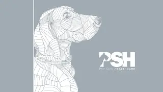 DESCUBRE CÓMO MANTENER LIMPIO Y SANO A TU PERRO | MARIO CRUZ, Director PSH Pet Skin Healthcare