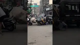 Bull Fight In The Street