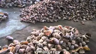 seashell many stock at bali