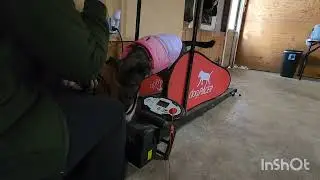Bonnie & Clyde: Treadmill Training