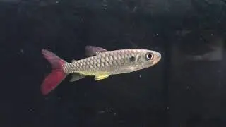 Pink tail Chalceus erythrurus