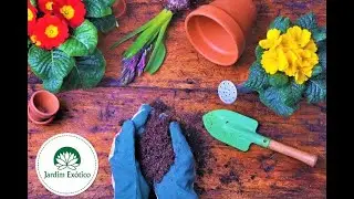 🌳 Otimização YouTube: Baobá Africano (A Árvore da Vida)1. TÍTULO ESCOLHIDO (Recomendação)
