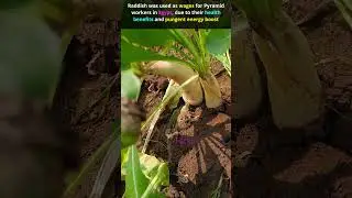 Raddish Farm #farmflicks #agriculture #agriparadise