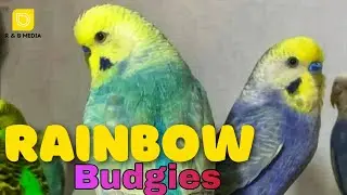 Rainbow Budgies നെ പറ്റി അറിയേണ്ടതെല്ലാം || R&B Media