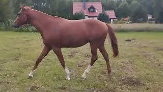 Hokus lonża stęp-kłus-galop