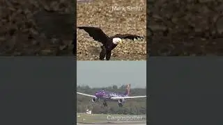 Bird Vs plane#aviation #physics #birds #landing #airbus  @MarkSmithphotography @Cargospotter