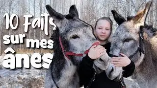10 FAITS SUR MES &Acirc;NES  ♡