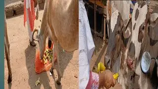 Save animals# YouTube video# దేవుని ఆశీర్వాదం🥰🥰🥰