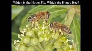Identifying Insects on Ivy Flowers
