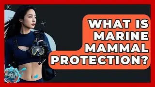 What Is Marine Mammal Protection? - The Marine Life Explorer