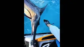 Catching sailfish