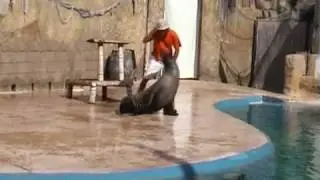 Seal Show at Mundomar - Benidorm Spain