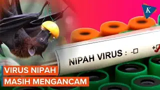 Virus Nipah Masih Mengancam, Bagaimana Cara Mengurangi Risikonya?