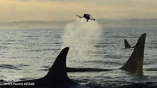 Collaborative Killer Whale Conservation Efforts