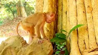 Poor Orphan Monkey Axel busy New work/ Orphan Axell Playing alone