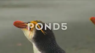 070396748 royal penguins hd