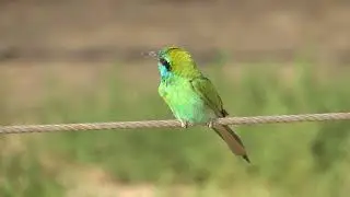 Merops cyanophrys - vlha proměnliv&aacute;