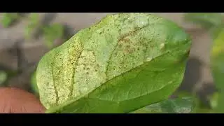 Main reason for no flowers blooming on Mogra #Jaivikhaitomygichai #nochemicals #Mittikeekhusboowi...