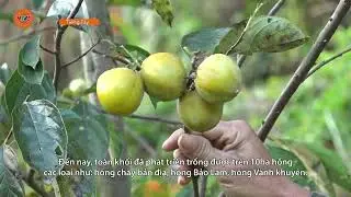 [TAY LANGUAGE] SWEET FRUITS IN YEN HA | VTV5