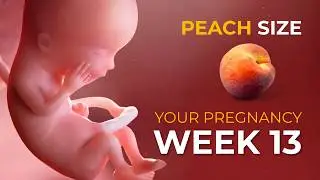 Week 13 of Pregnancy: Second Trimester Begins! Baby Gets Fingerprints
